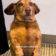 perro bachicha