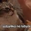 [CR]soba4ko nelubini