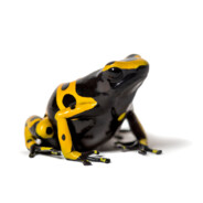 KARNEROO avatar