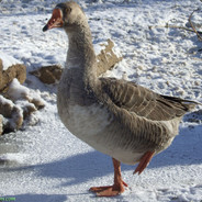 Goose