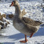 Goose