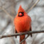 red cardinal