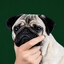 Pug's Pickle