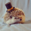 A Dapper Hedgehog