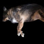 jims dog