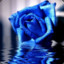 Blue Rose