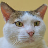 叙利亚炮兵1号美食家