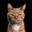 Mr.Cat