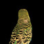 birdi
