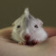 garlic hamster