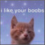 Cats Like Boobies