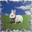 ✿ vadya