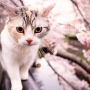 樱花与猫