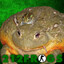 212Frogs