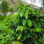 Coffee Bush