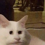 我只是一隻卯咪