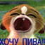 ХОЧУ ПИВА