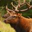 Ferox Elk