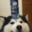 pepsidog