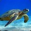 daturtle2