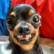 perrito fachero