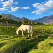没有酒桶不懂得浪漫