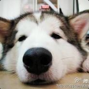 王某