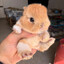 Bun Bun