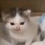 felis