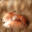 FoxLovesSleep