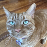 milo