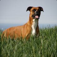 Dave - steam id 76561197970429067