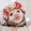 Princess Opossum