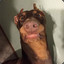gogaude