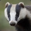 BadgerKit