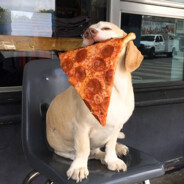 Pizza Dog