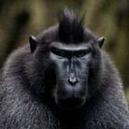 black monkey - steam id 76561198306577258