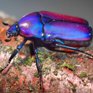 Zhuk - steam id 76561199790530741