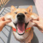 桃花犬