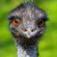 eMu