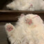 狗屎小猪