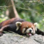 Red Panda