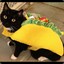 Taco Cat