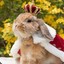 rabit-king