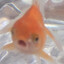 pottsy