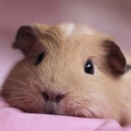 豚鼠世界第一可爱