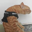 Foster (Passione)