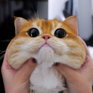 名为乌瓦姆的战士