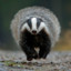 Running Badger