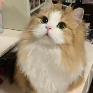 NNBBKI